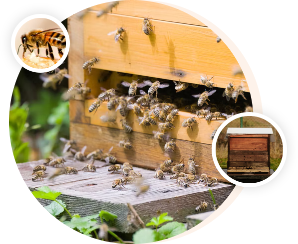 Welcome to Hornsby Beekeeping Supplies