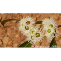 Australian Jarrah Pollen | Bee Pollen