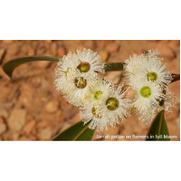 Pollen Australian Produce-Jarrah