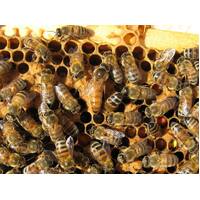 Queen Honey Bee [LIVE]