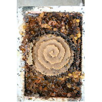Native Australian Bees - Tetragonula Carbonaria [LIVE]