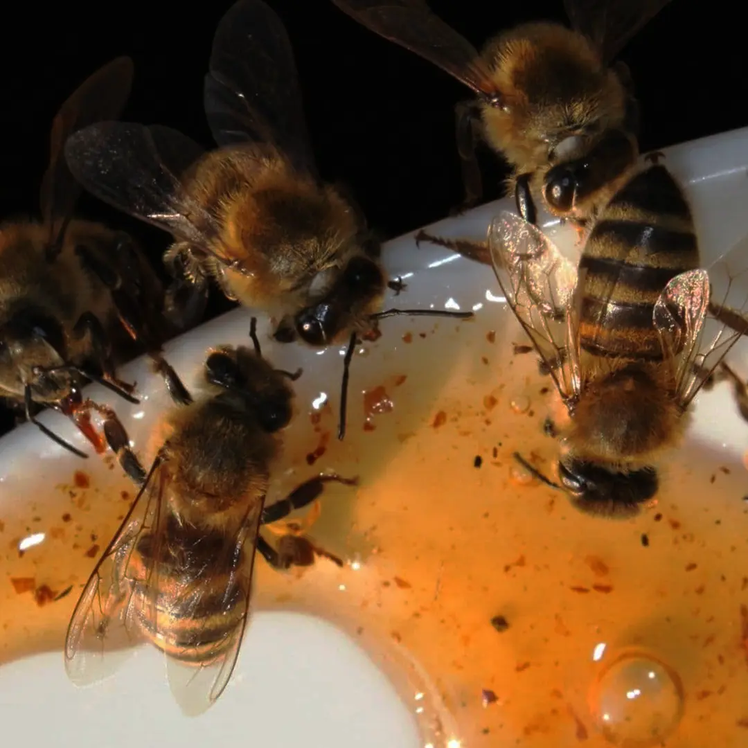 Best Food for Honey Bees