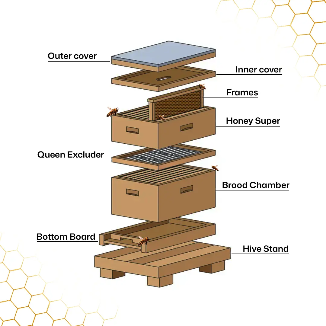 How Beehives Work: Basic Structure Explained