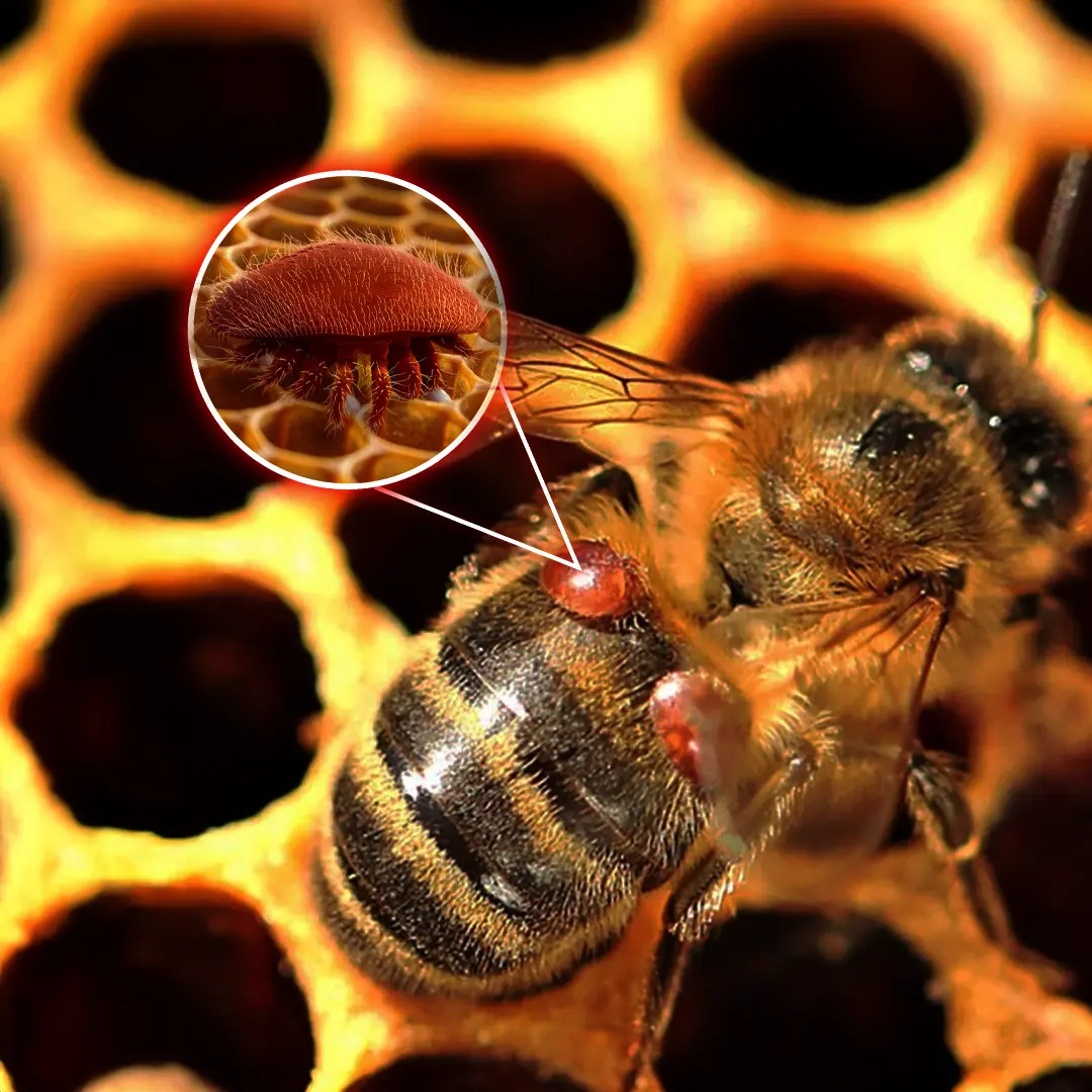 How Varroa Mites Affect Bees