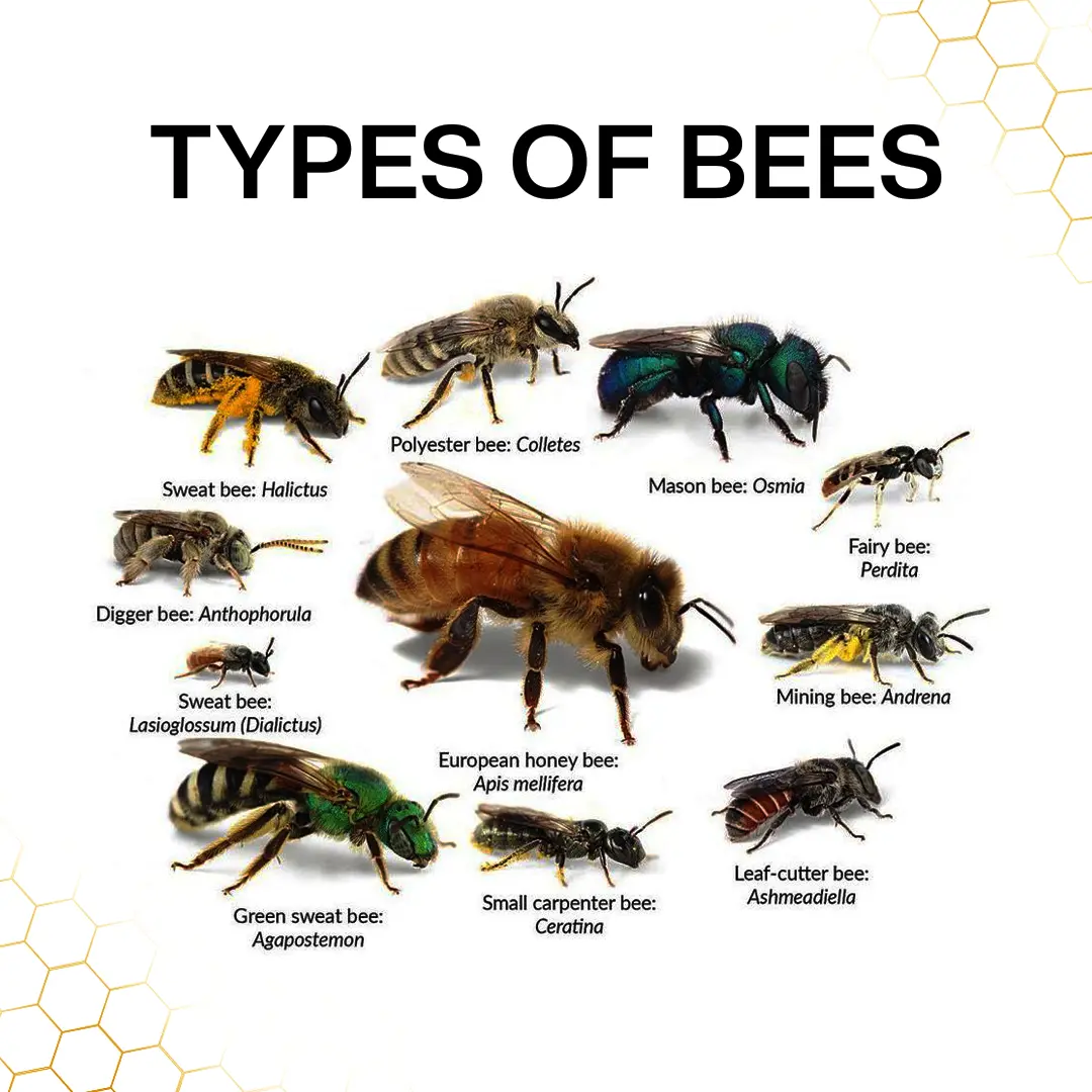 Types of Honey Bees Used in Beekeeping