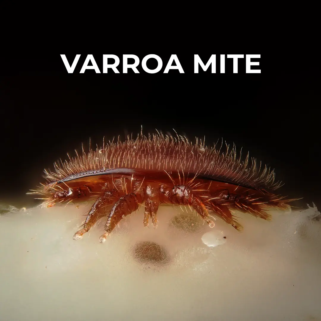 What Is Varroa Mite? A Clear Guide for Beekeepers