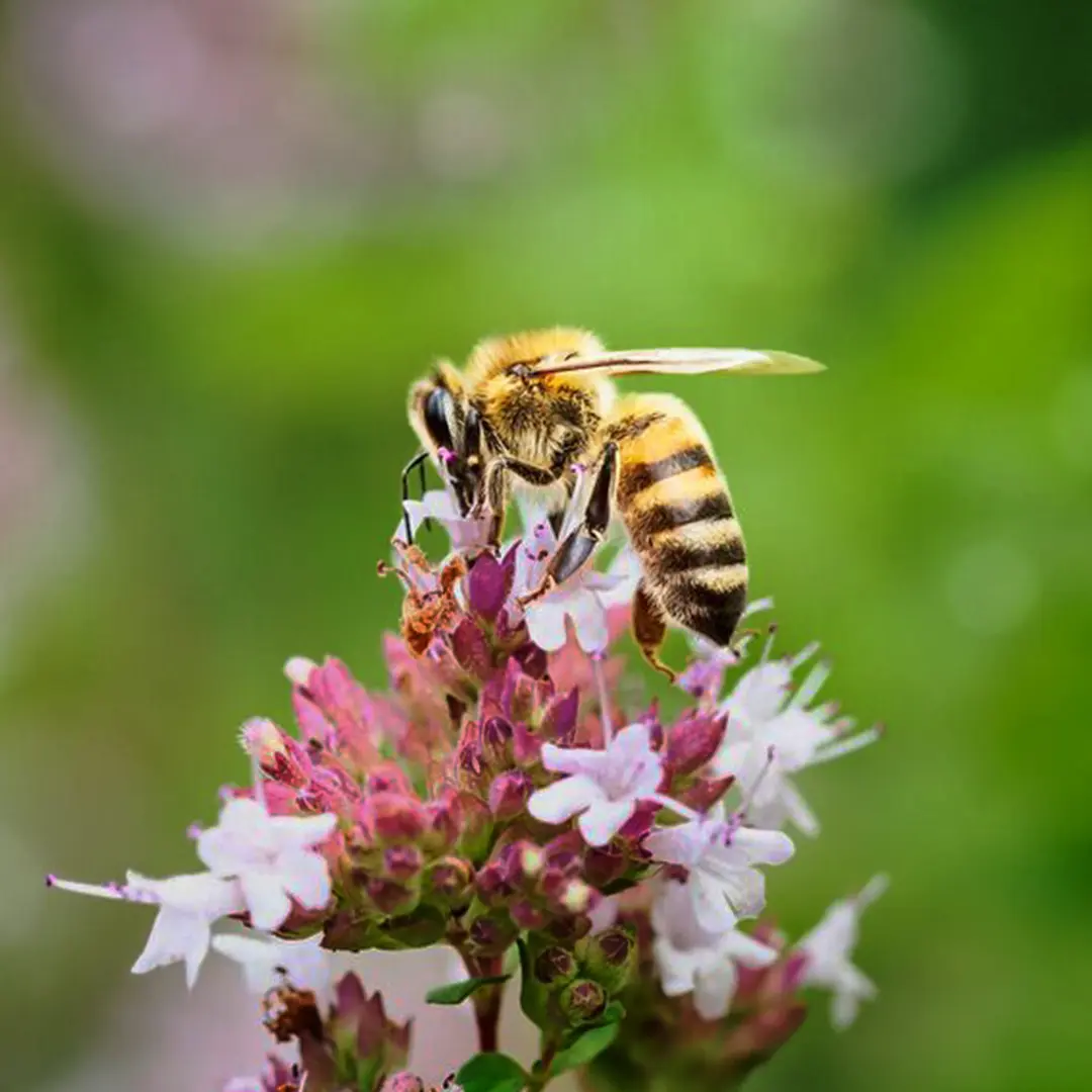 Best Flowers for Bees: A Year-Round Guide for a Bee-Friendly Garden