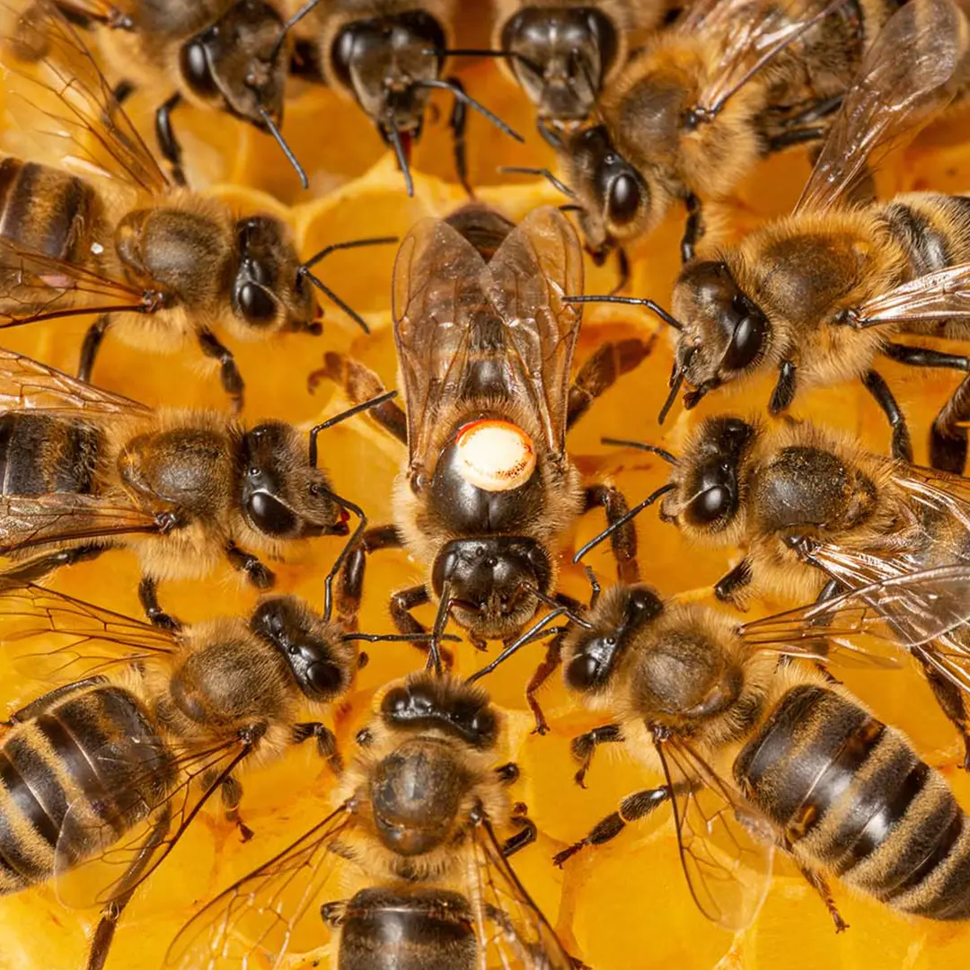 How to Find the Queen Bee in Your Hive (Without Stress)