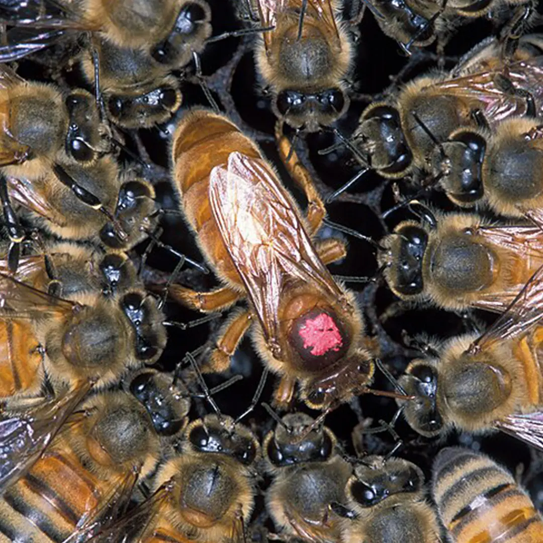 How to Breed Queen Bees 