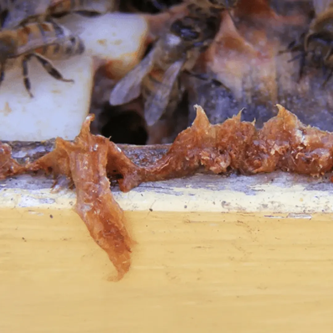 What Is Propolis? Bee Propolis Benefits Explained