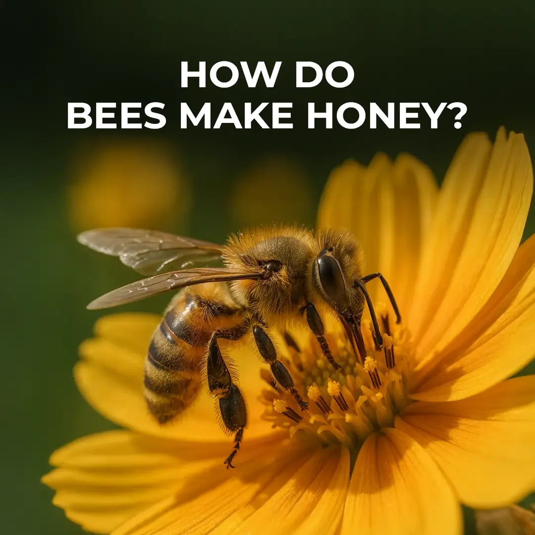 how do bees make honey? 