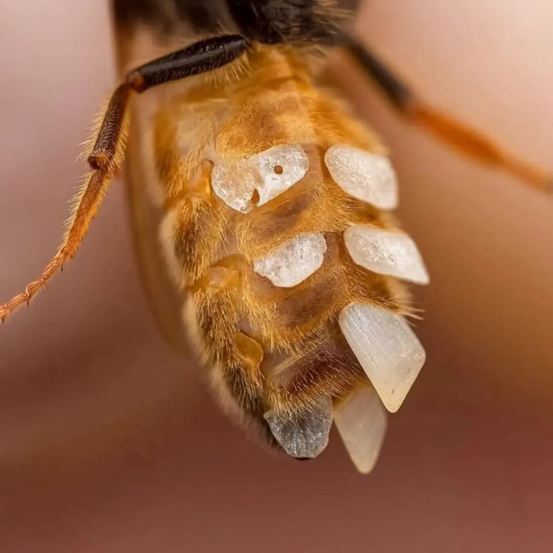 How Do Bees Make Wax? 