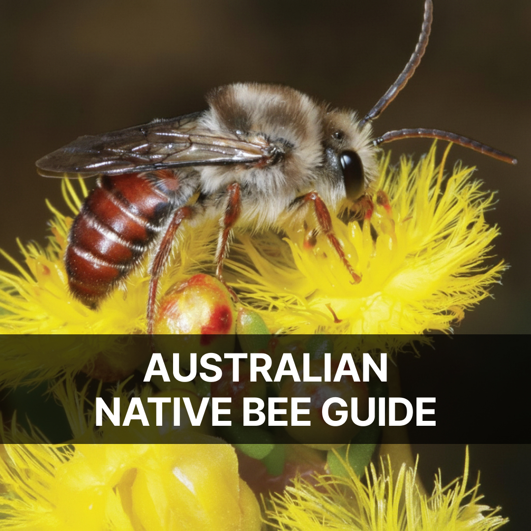 Australian Native Bee Guide: Discover Bee Types in Australia