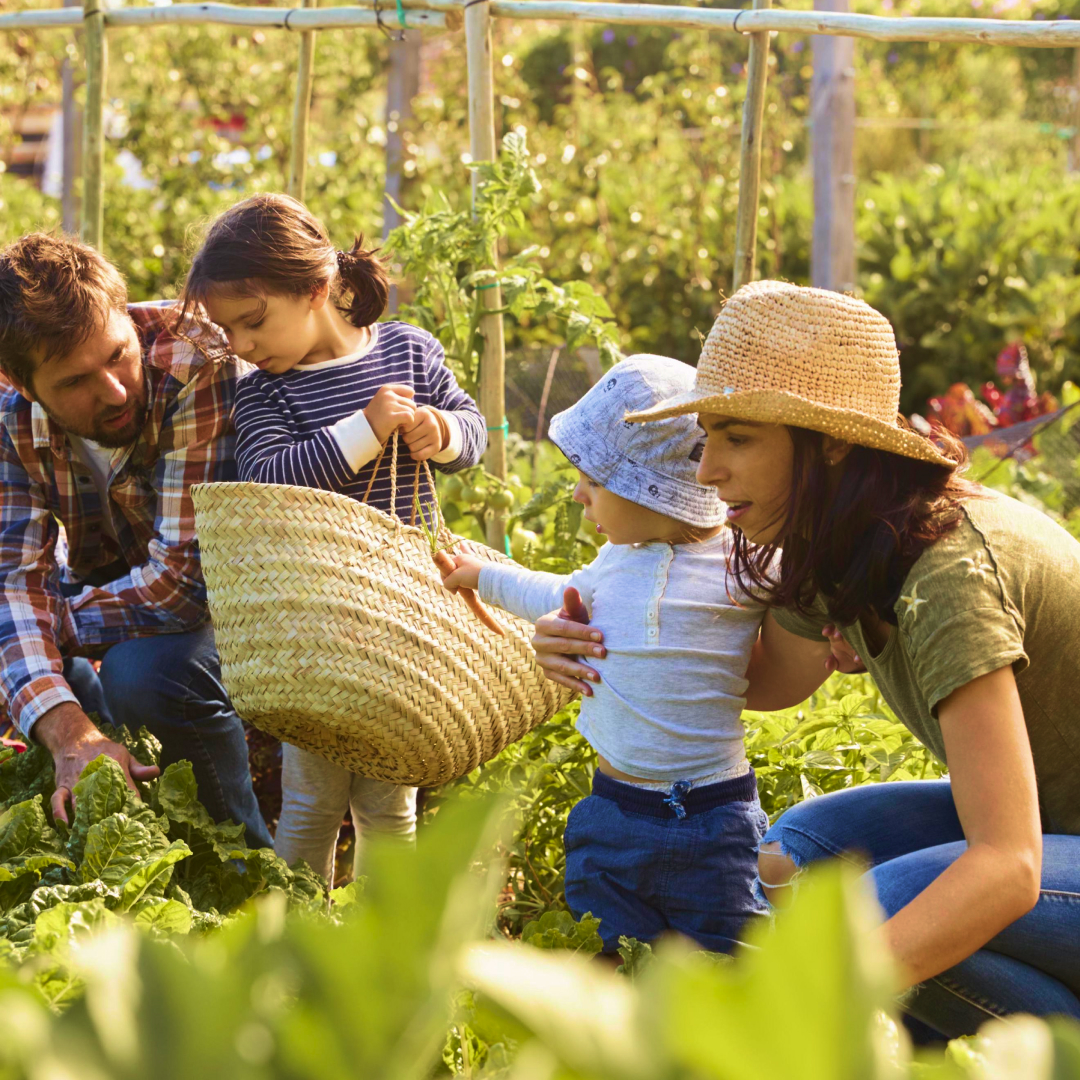 Homestead Living: A Beginner’s Guide to Modern Homesteading