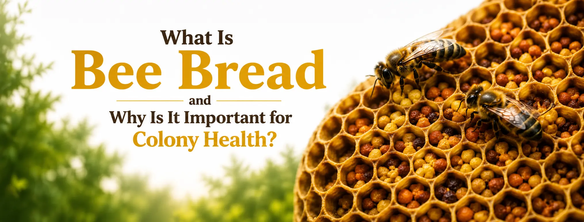 What Is Bee Bread and Why Is It Important for Colony Health?